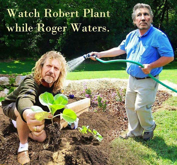 Rogers Plant.jpg